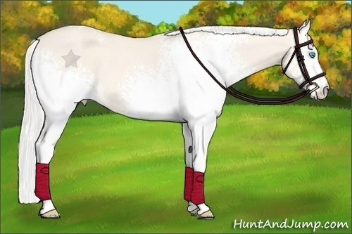 Horse Color:White Spotted Silver Perlino Dun 