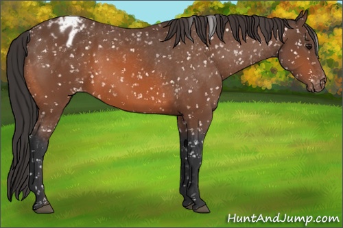 Horse Color: Bay Blanket 