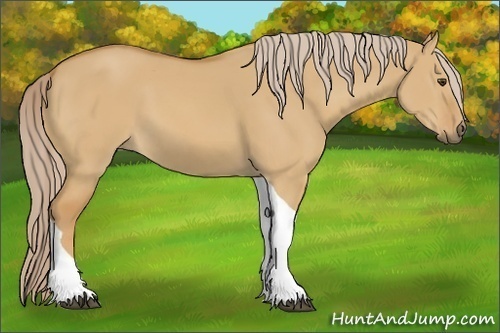 Horse Color:Palomino Dun Tobiano