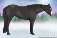 Horse Color:Smoky Black Splash