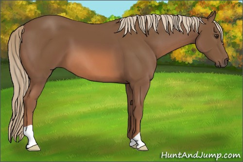 Horse Color: Chestnut 