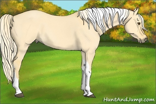 Horse Color:Palomino Dun Tobiano 