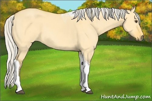 Horse Color:Silver Buckskin Dun Tobiano 
