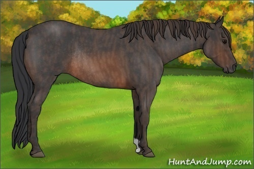 Horse Color:Brown Roan Rabicano  Brindle