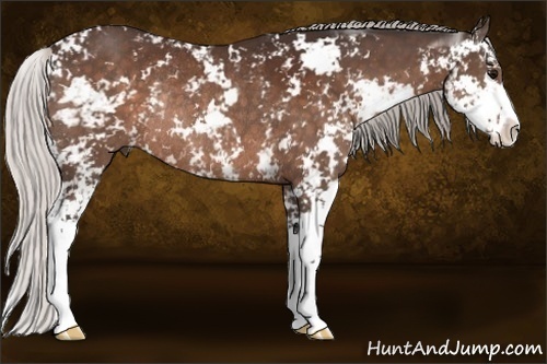 Horse Color: Silver Bay Sabino Rabicano 