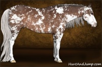 Horse Color:Silver Bay Sabino Rabicano 