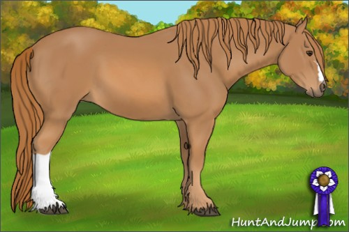 Horse Color: Chestnut 