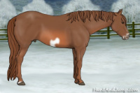Horse Color:Liver Chestnut Frame 