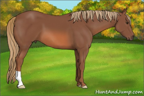 Horse Color: Liver Chestnut 