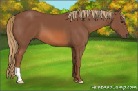 Horse Color:Liver Chestnut 