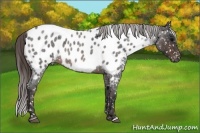 Horse Color:Brown Roan Blanket Rabicano  Brindle