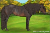 Horse Color:Brown Rabicano  Brindle