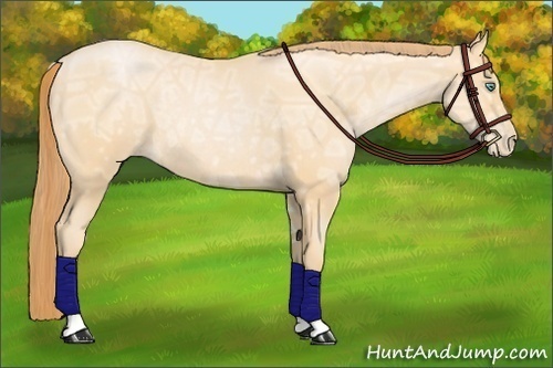 Horse Color:Buckskin Ice Pearl Sabino Rabicano