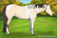 Horse Color:Buckskin Dun Tobiano 