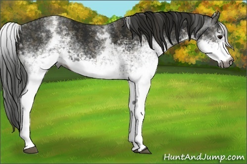 Horse Color:Gray White Spotted Smoky Black  Brindle