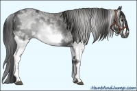 Horse Color:Gray White Spotted Black Frame Brindle
