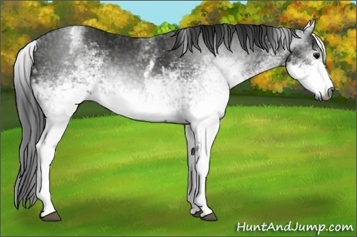 Horse Color:Gray White Spotted Black  Brindle