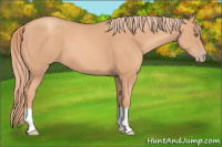 Horse Color:Gold Champagne 