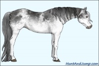 Horse Color:Gray White Spotted Black  Brindle