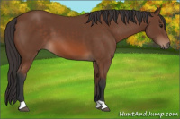 Horse Color:Bay 