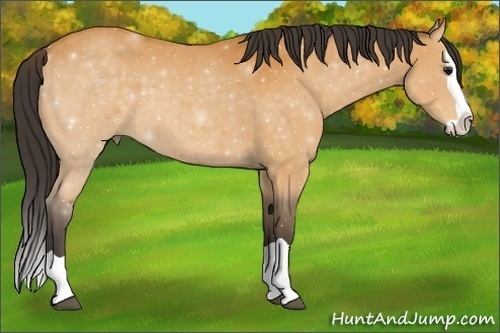 Horse Color: Buckskin Splash 