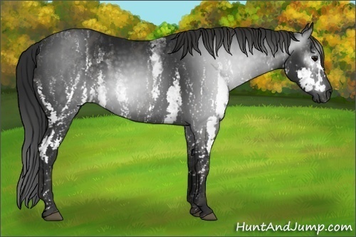 Horse Color:Gray White Spotted Black  Brindle