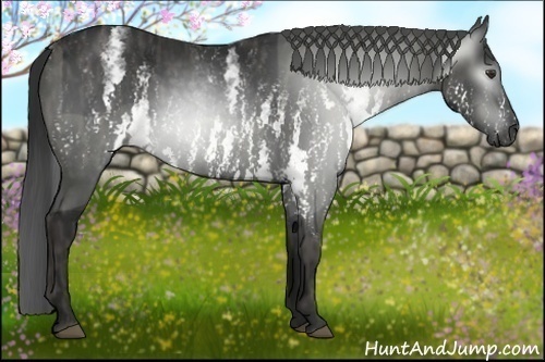 Horse Color:Gray White Spotted Black  Brindle