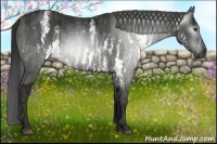 Horse Color:Gray White Spotted Black  Brindle