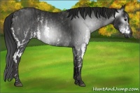 Horse Color:Gray White Spotted Black  Brindle