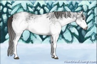 Horse Color:Gray White Spotted Black  Brindle