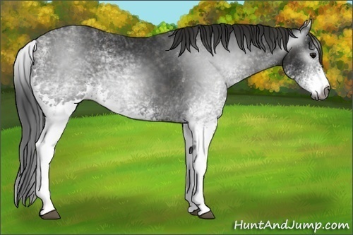 Horse Color:Gray White Spotted Black  Brindle