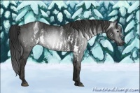 Horse Color:Gray White Spotted Black  Brindle