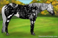 Horse Color:ERROR: UNKNOWN ANOMALY and ERROR: UNKNOWN ANOMALY