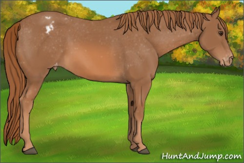Horse Color: Chestnut Varnish 