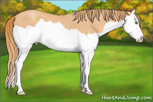 Horse Color: Unknown 