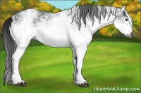 Horse Color:Gray White Spotted Black  Brindle