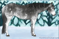 Horse Color:Gray White Spotted Black  Brindle