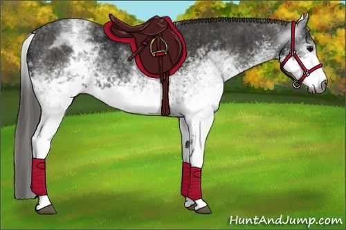 Horse Color:Gray White Spotted Black  Brindle
