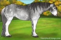 Horse Color:Gray White Spotted Black  Brindle