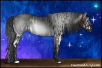 Horse Color:Gray White Spotted Black  Brindle