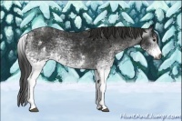 Horse Color:Gray White Spotted Black  Brindle