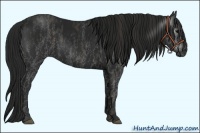 Horse Color:Gray White Spotted Black  Brindle