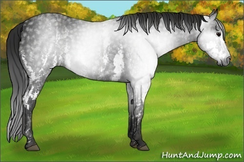 Horse Color:Gray White Spotted Black  Brindle