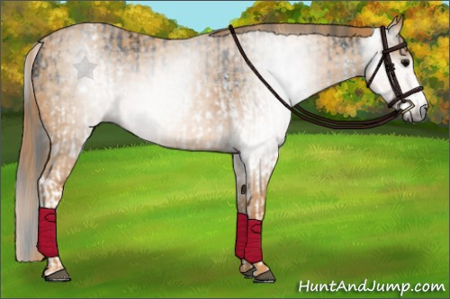 Horse Color:Gray White Spotted Black  Brindle