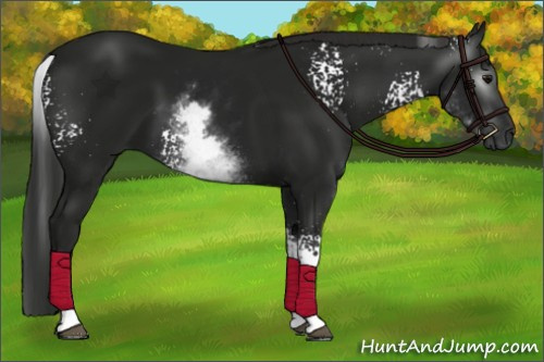 Horse Color:Gray White Spotted Smoky Black 