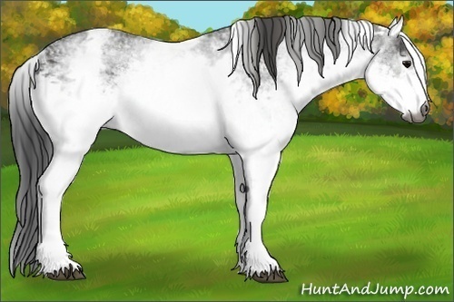 Horse Color:Gray White Spotted Black  Brindle