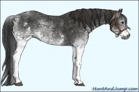 Horse Color:Gray White Spotted Black  Brindle