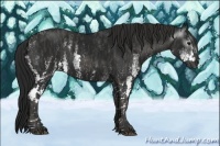 Horse Color:Gray White Spotted Black Brindle