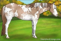 Horse Color:White Spotted Liver Chestnut Pearl Splash 