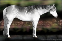 Horse Color:Gray White Spotted Black  Brindle